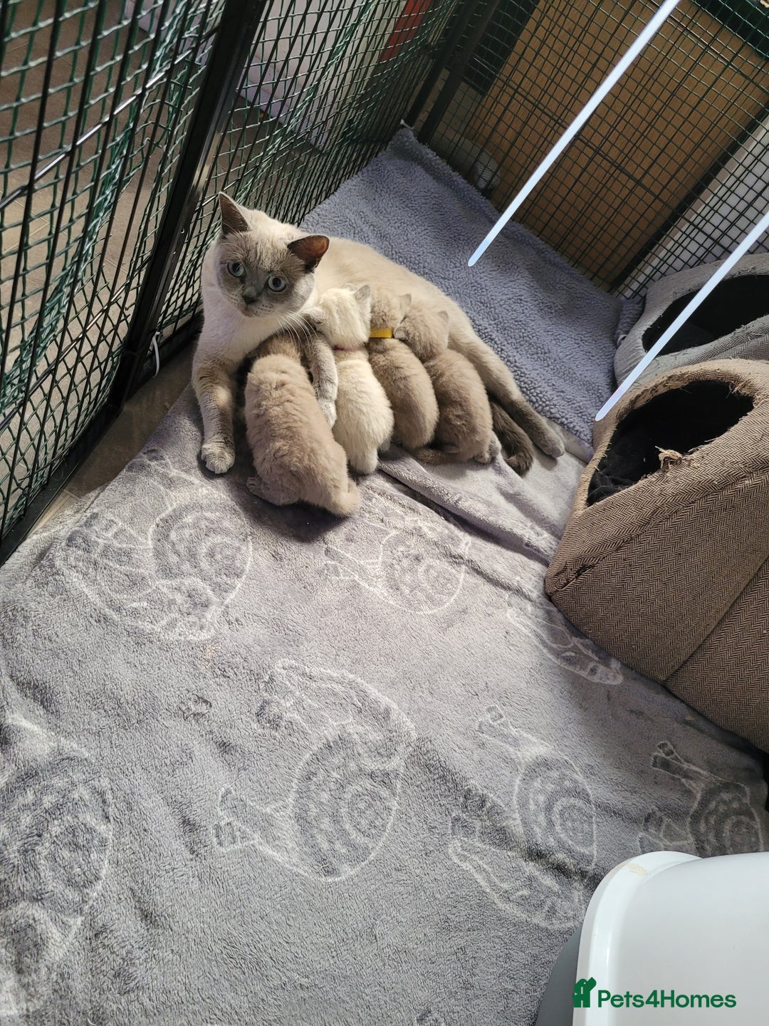 British Shorthair cats for sale: Britishshort hair kittens - Image 14
