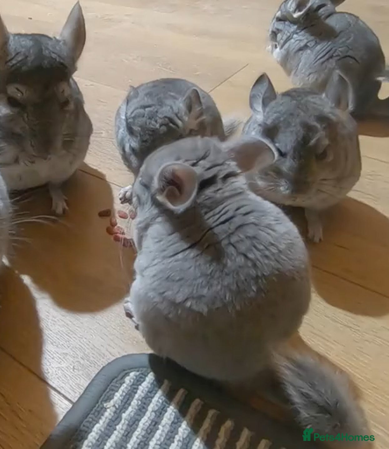 Chinchilla rodents Chinchilla kits - Advert 2