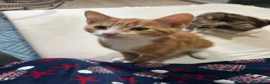 Bengal 1