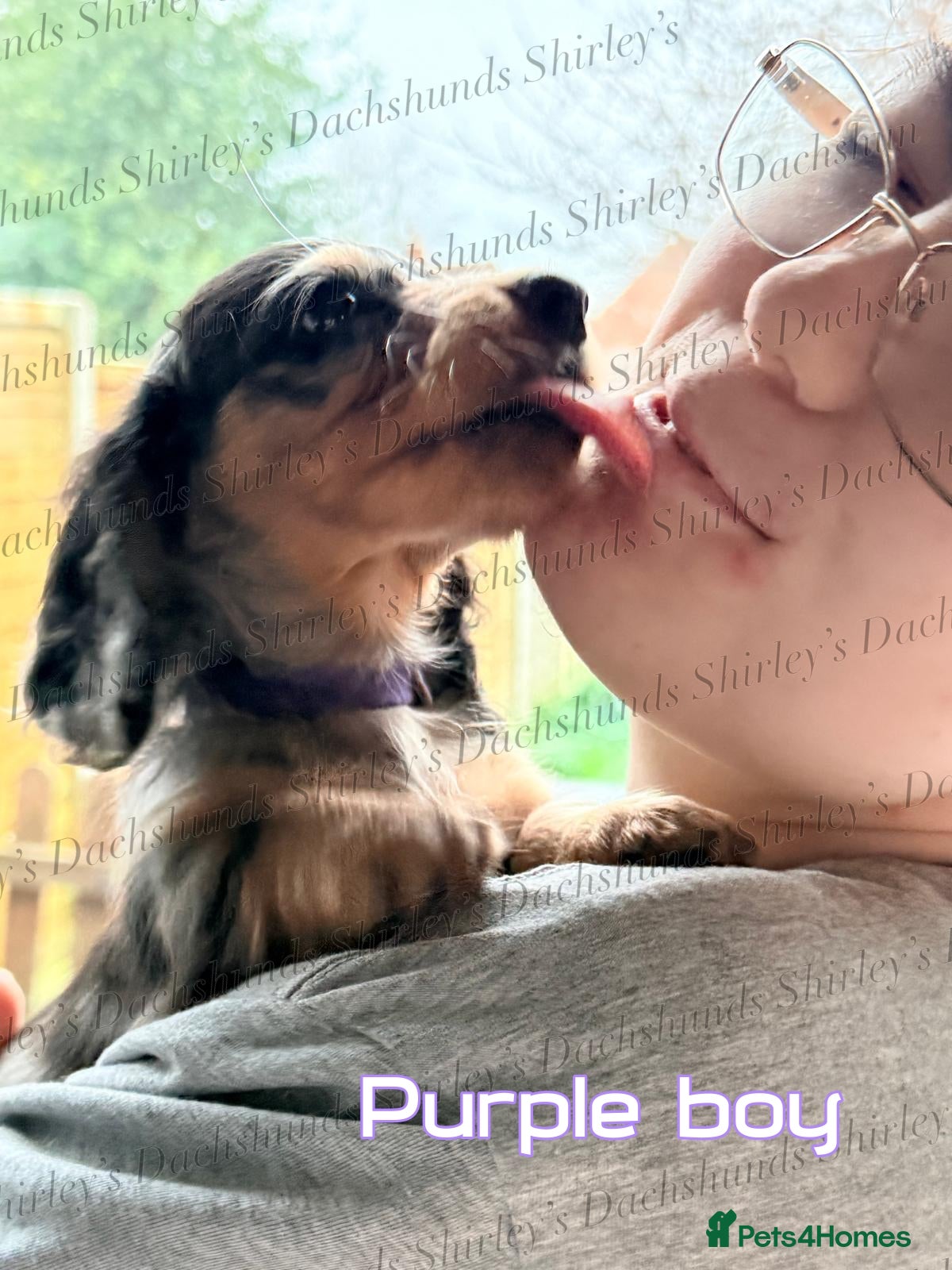Miniature Dachshund dogs Last boy. Ready now. Silver Dapple Longhaired  - Advert 5