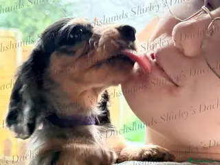 Miniature Dachshund dogs Last boy. Ready now. Silver Dapple Longhaired - Advert 5