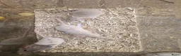 Rat rodents for sale: Dwarf and full size rats for sale, Sheffield - Advert 4