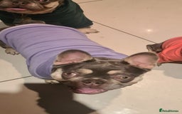 French Bulldog dogs for sale: French Bulldog Bitch KC Registered - 2 years old - Image 8