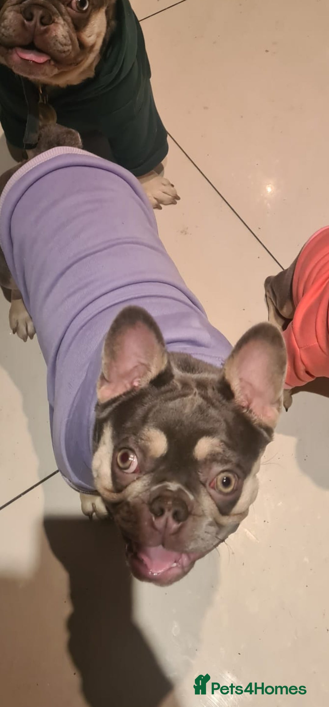 French Bulldog dogs for sale: French Bulldog Bitch KC Registered - 2 years old - Image 8