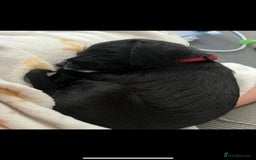 Mixed Breed dogs for sale: Female Jackapoo  - Advert 2