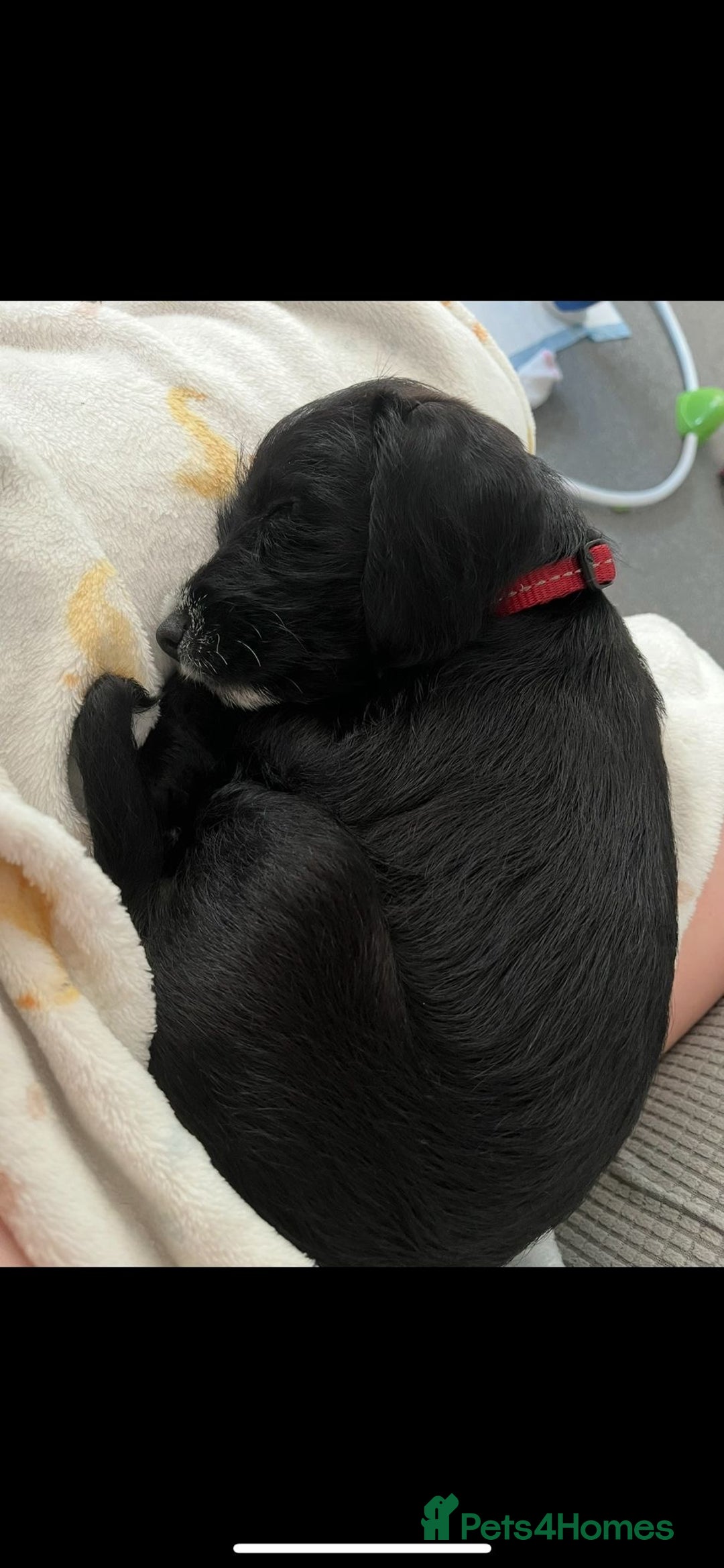 Mixed Breed dogs for sale: Female Jackapoo  - Advert 2