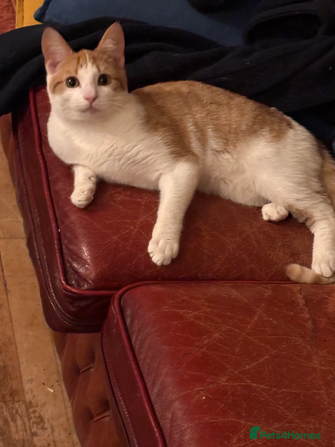 Domestic Shorthair cats for sale: 3 Ginger shorthair male cats - Advert 2