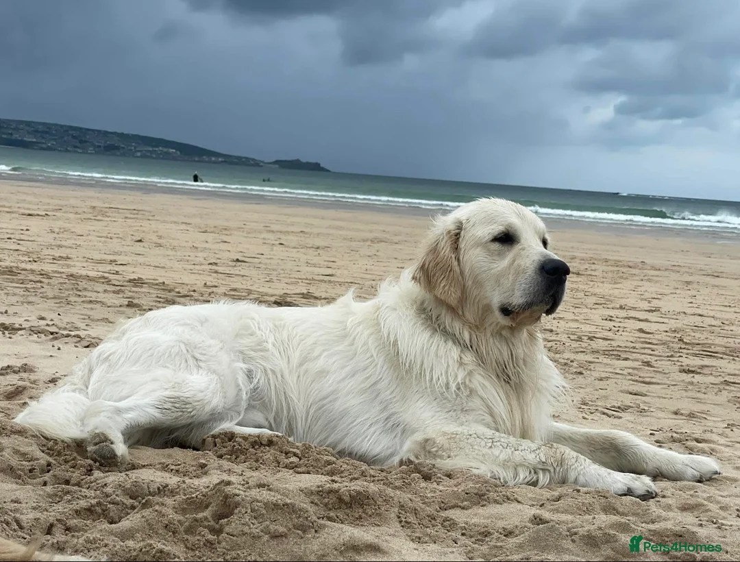 Golden Retriever dogs for stud: Stunning English Cream Golden Retriever for stud - Advert 1