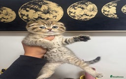 British Shorthair cats for sale: British rainbow shorthair kittens - Image 9