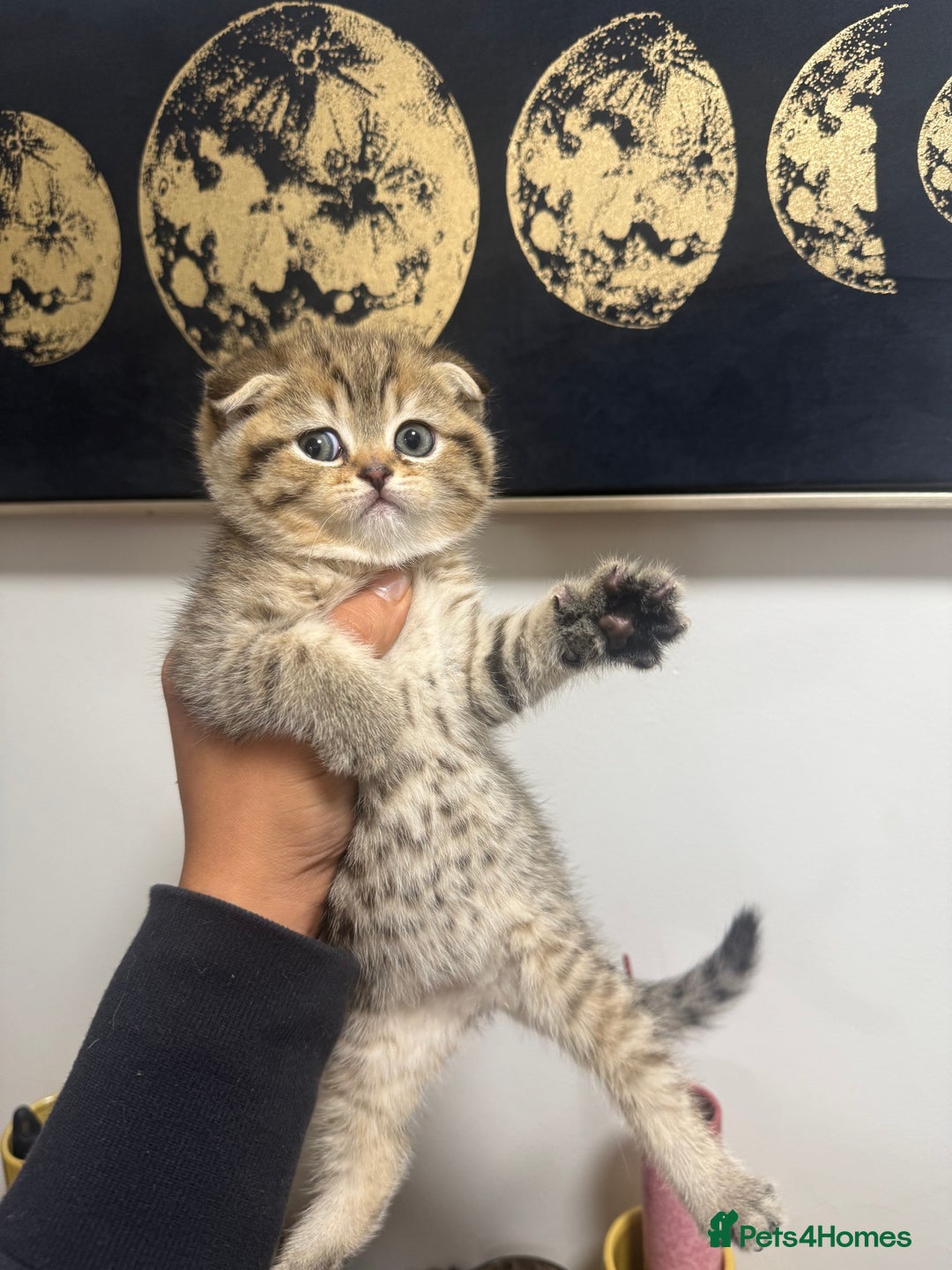 British Shorthair cats for sale: British rainbow shorthair kittens - Image 9