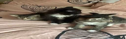 Persian cats for sale: Beautiful playful kittens Persian X  in Brighton - Advert 8