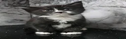 Mixed Breed cats for sale: MAINECOON X British short hair - Advert 9