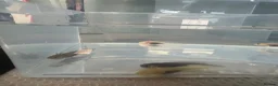 Axolotl reptiles for sale: Axolotl Babies  - Advert 12