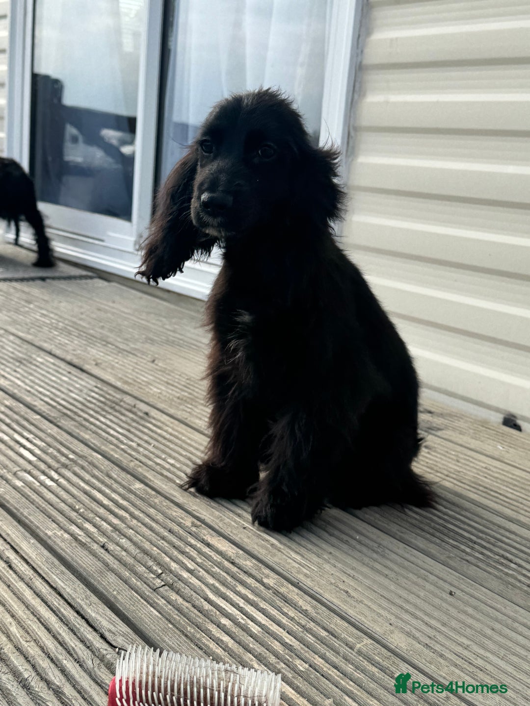 Cocker Spaniel dogs for sale: cocker spaniel two boy puppy’s left - Image 11