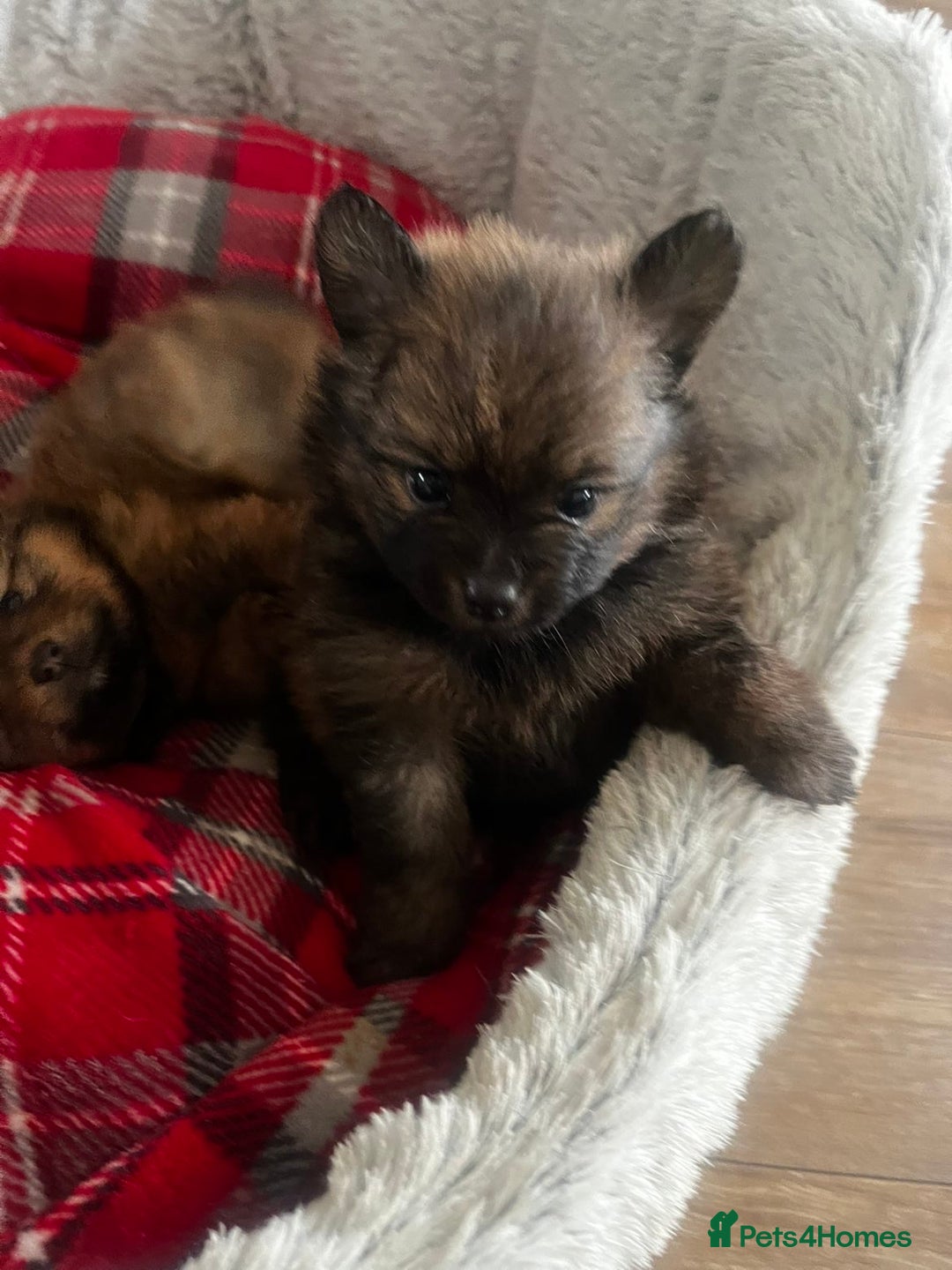 Pomeranian dogs for sale: THREE BEAUTIFUL POMERANIAN PUPPIES⚠️⚠️❗️  - Image 10
