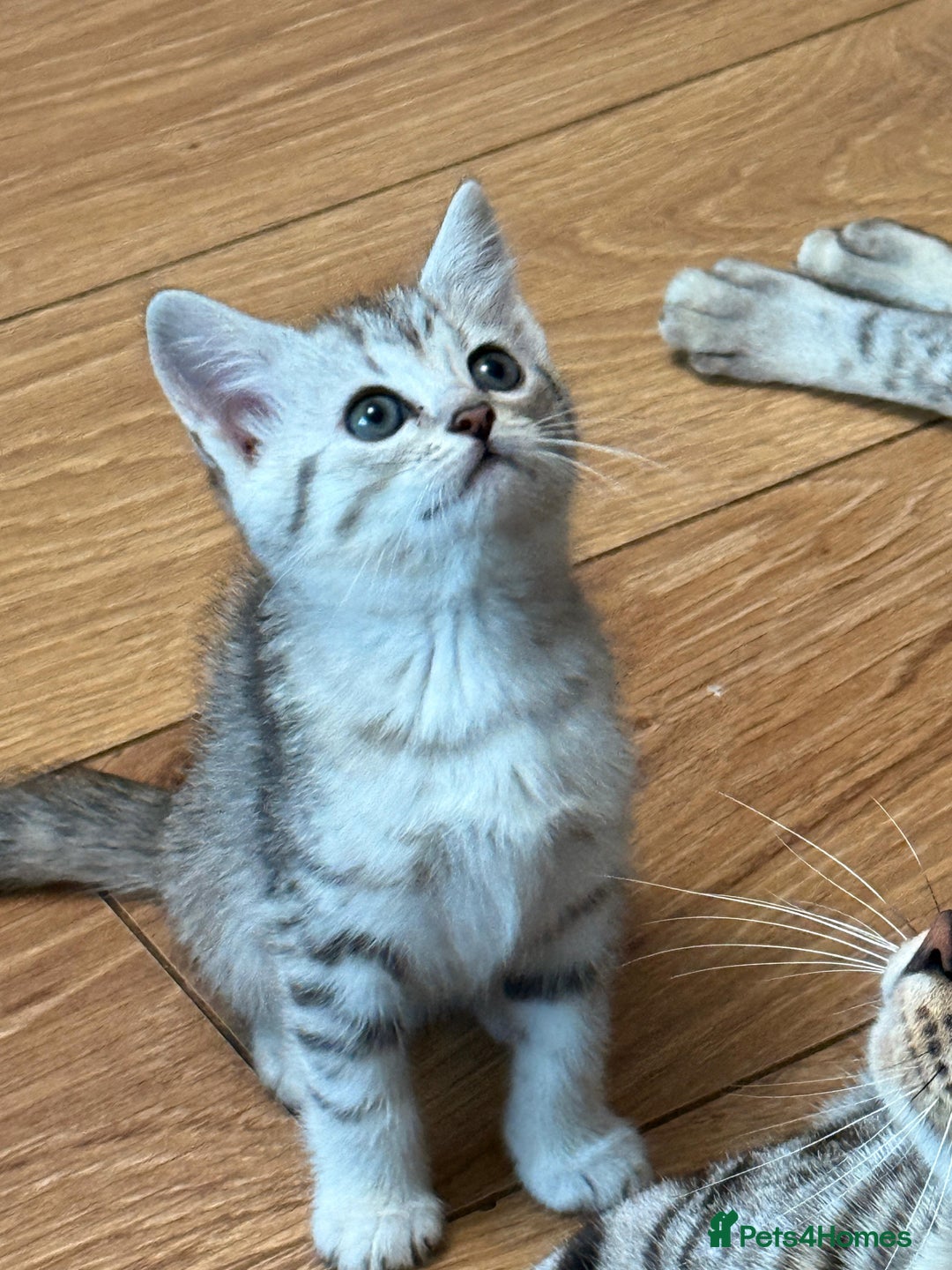 Mixed Breed cats for sale: Cute Kittens - Image 2