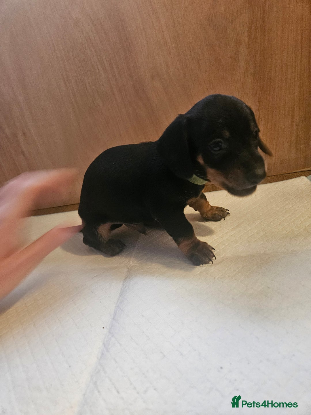 Miniature Dachshund dogs for sale: Miniature dachshund male puppies - Advert 32
