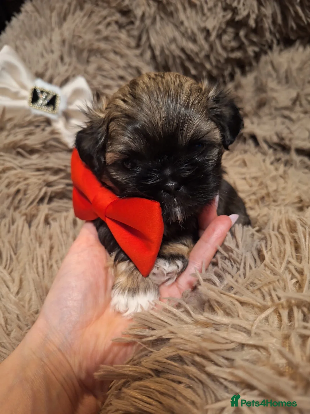 Shih Tzu dogs for sale: Beautiful Imperial Shih Tzus  - Advert 15