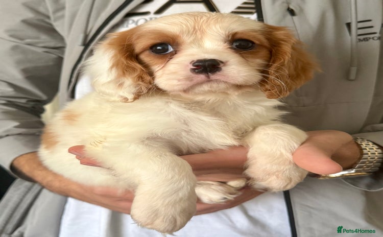 Cavalier King Charles Spaniel dogs ONLY 2 LEFT! STUNNING CAVALIER PUPPIES! - Advert 1