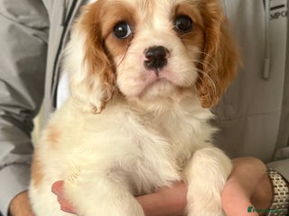 Cavalier King Charles Spaniel dogs ONLY 2 LEFT! STUNNING CAVALIER PUPPIES! - Advert 3
