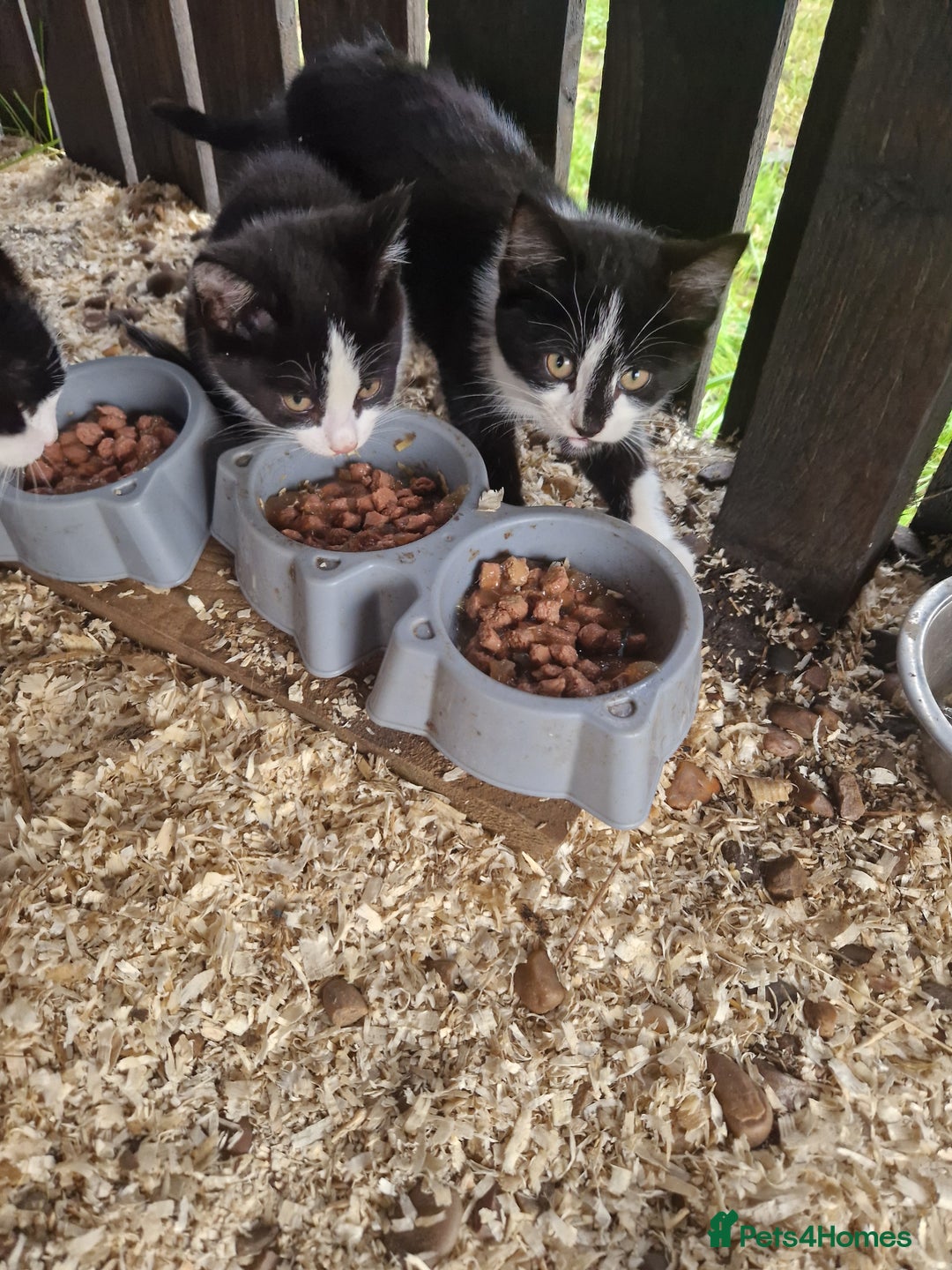 Mixed Breed cats for sale: Farm kittens - Advert 4