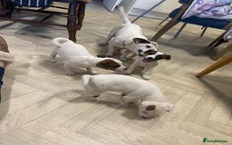 Jack Russell dogs for sale: Two girl puppies available  - Image 19