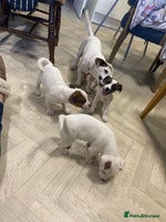 Jack Russell dogs - Advert 5