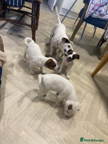 Jack Russell dogs - Advert 2