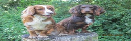 Cocker Spaniel dogs for stud: Liver n Tan working cocker. Clear AMS, PP PRA, FN. in Dorchester - Advert 8