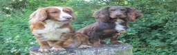 Cocker Spaniel dogs for stud: Liver n Tan working cocker. Clear AMS, PP PRA, FN. - Advert 8
