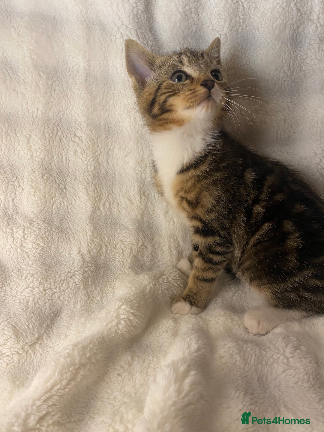 Domestic Shorthair cats for sale: Female Kitten Awaiting Its Forever Home🏡 - Advert 2