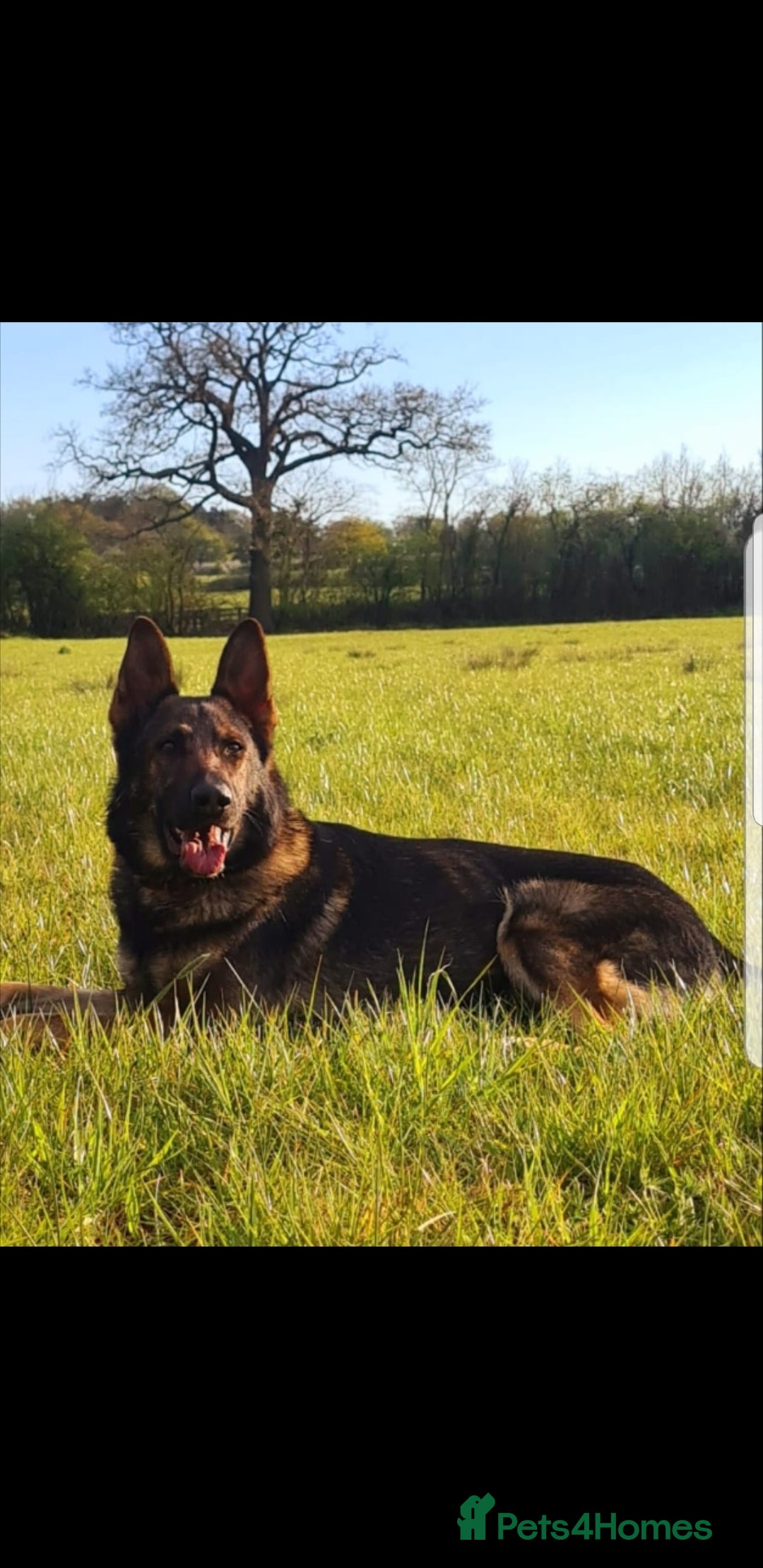 German Shepherd dogs for stud: KC sable male for stud  in Birmingham - Image 1