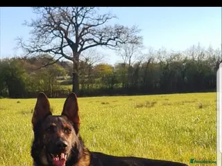 German Shepherd dogs KC sable male for stud in Birmingham - Advert 11