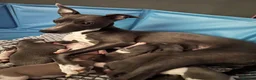 Whippet dogs for sale: Whippet KC pregnancy confirmed - Advert 1