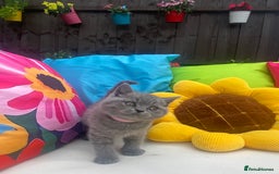 British Shorthair cats for sale: GCCF Outstanding British Short Hair kitten  - Image 7