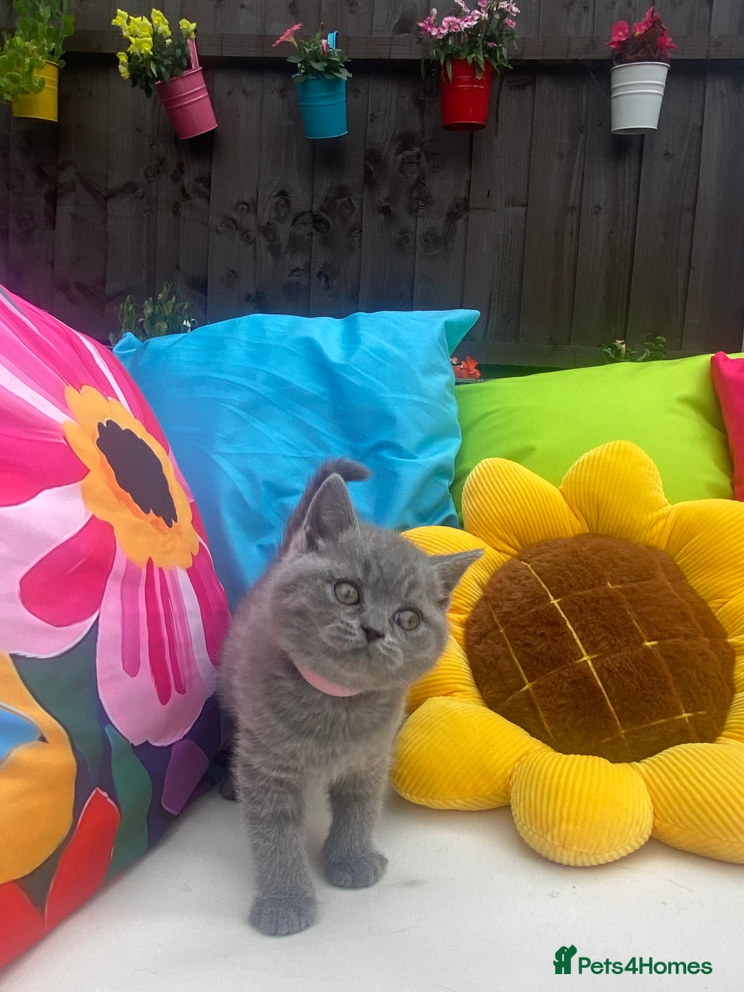 British Shorthair cats for sale: GCCF Outstanding British Short Hair kitten  - Image 7