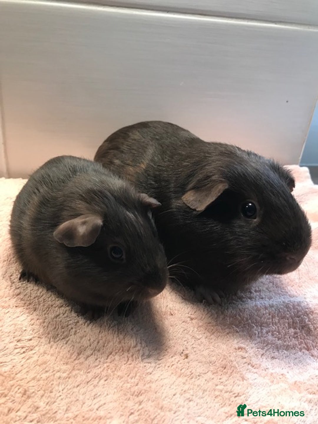 Guinea Pig rodents for sale: Beautiful Pigs - Boars, Sows, Pairs and Single - Advert 10