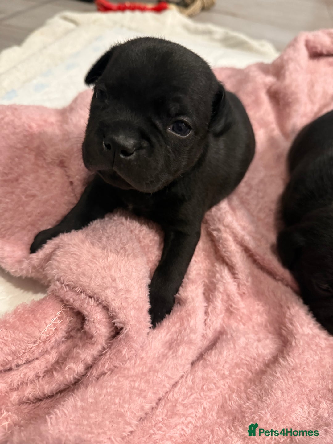 Staffordshire Bull Terrier dogs for sale: Staffordshire bull terrier puppies kc papered - Advert 11