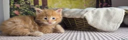 Maine Coon cats for sale: Maine Coon - Advert 5