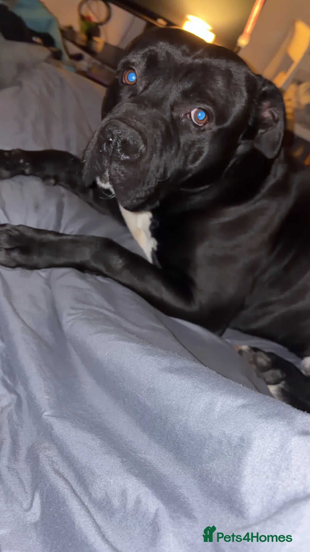 Mixed Breed dogs for sale: Staffie cross american bulldog - Advert 7