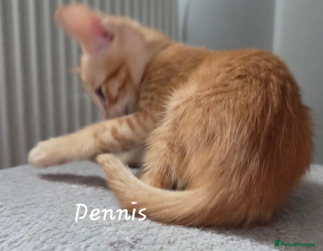 Siamese cats for sale: Beautiful GCCF registered Siamese kittens  - Image 7