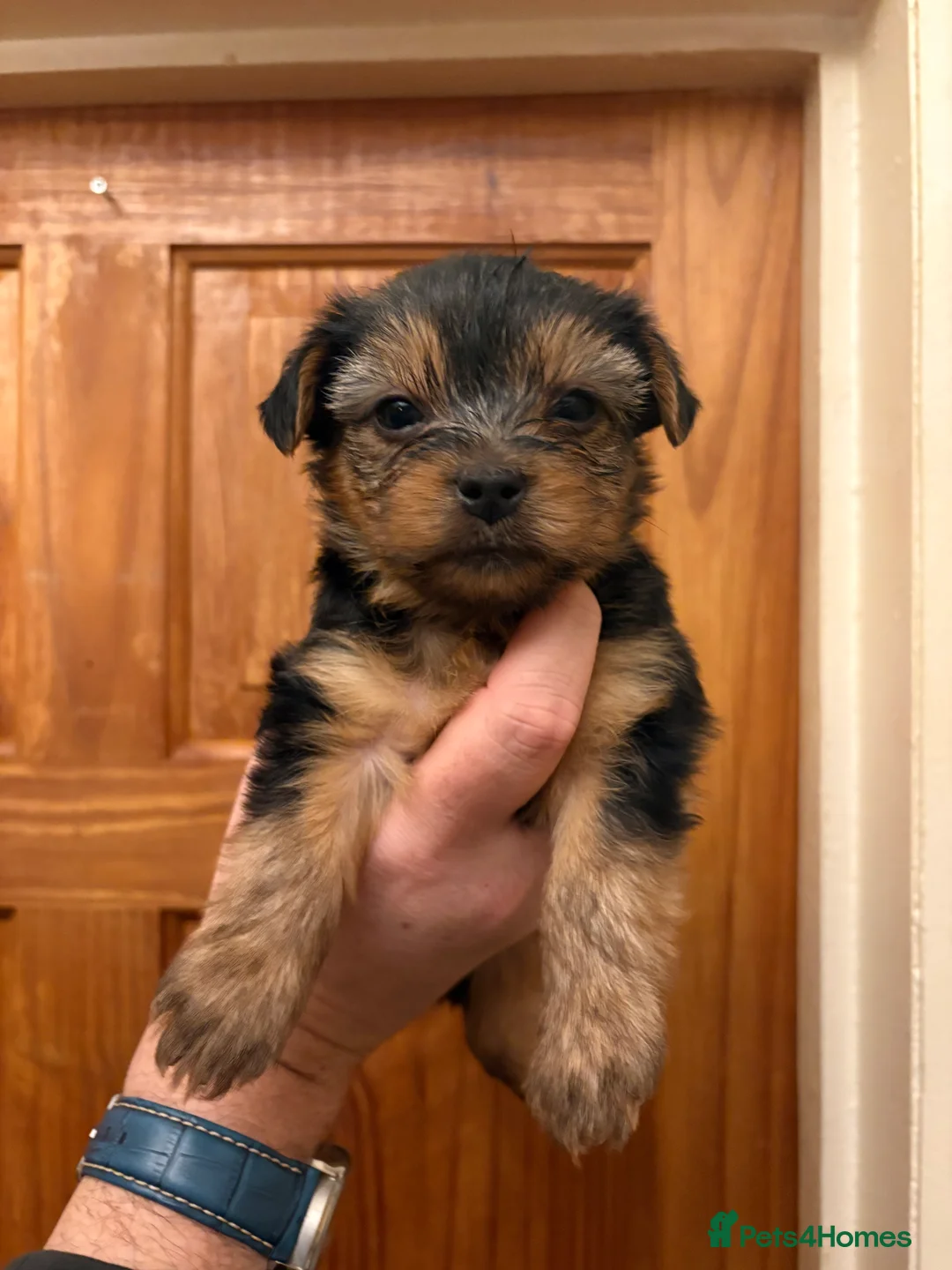Shorkie dogs for sale: Yorkie shih tzu puppies  - Advert 7