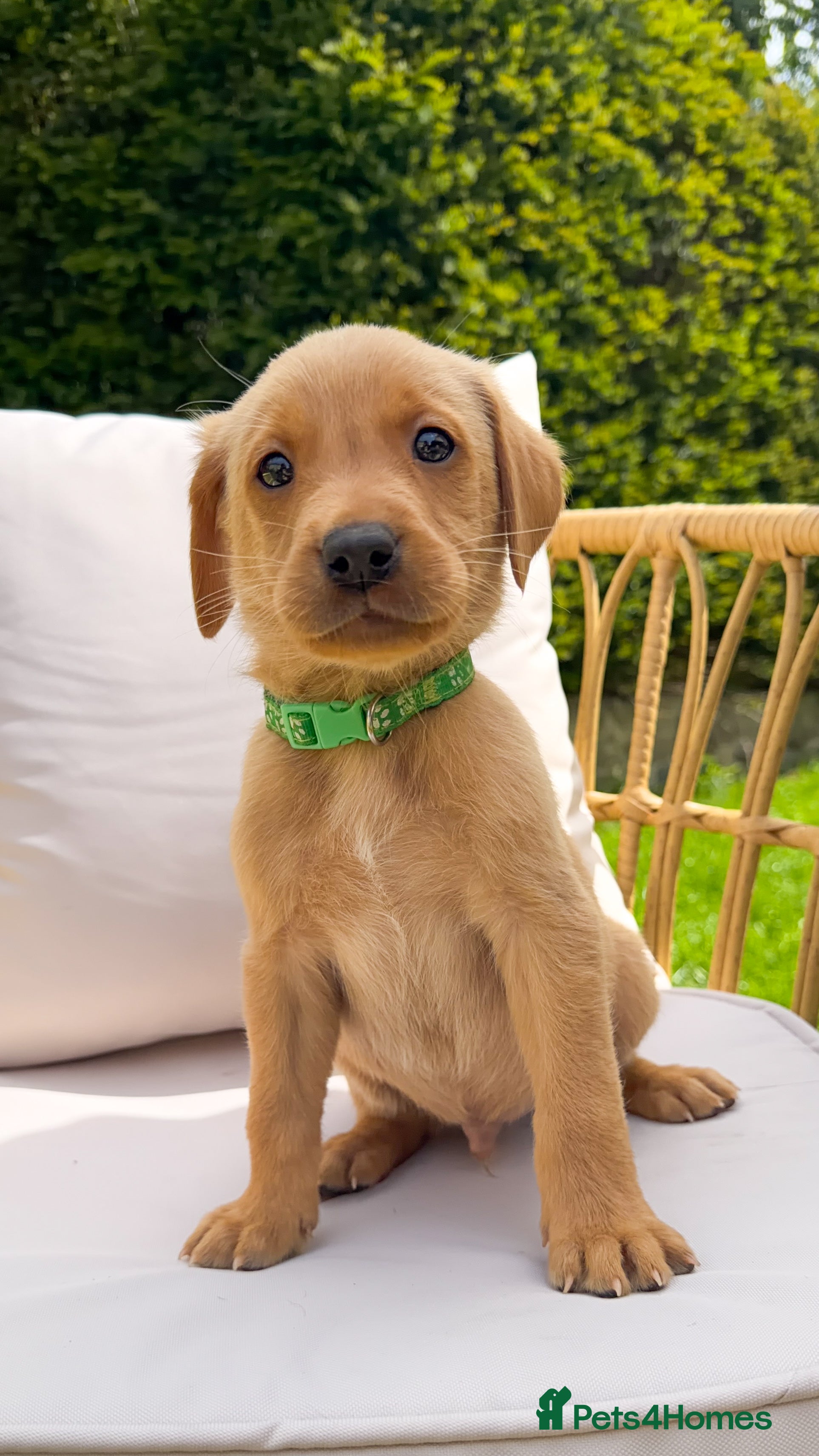 Labrador Retriever dogs for sale: Fox Red Working Labrador Puppies - Advert 19