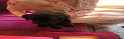 Labrador Retriever dogs for sale: Labrador retrivers  puppies for sale - Advert 2
