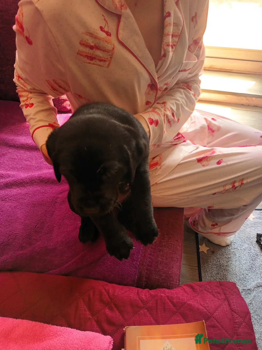 Labrador Retriever dogs for sale: Labrador retrivers  puppies for sale - Advert 2