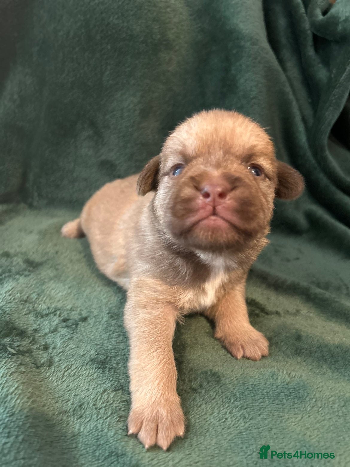 American Bulldog dogs 🐾 American Bull Dog Puppies For Sale 🐾 - Advert 1