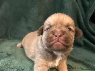 American Bulldog dogs 🐾 American Bull Dog Puppies For Sale 🐾 - Advert 7