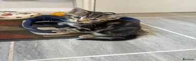 Mixed Breed Kitten 5