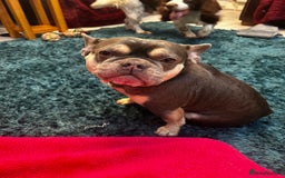 French Bulldog dogs for sale: French bulldog  - Image 2