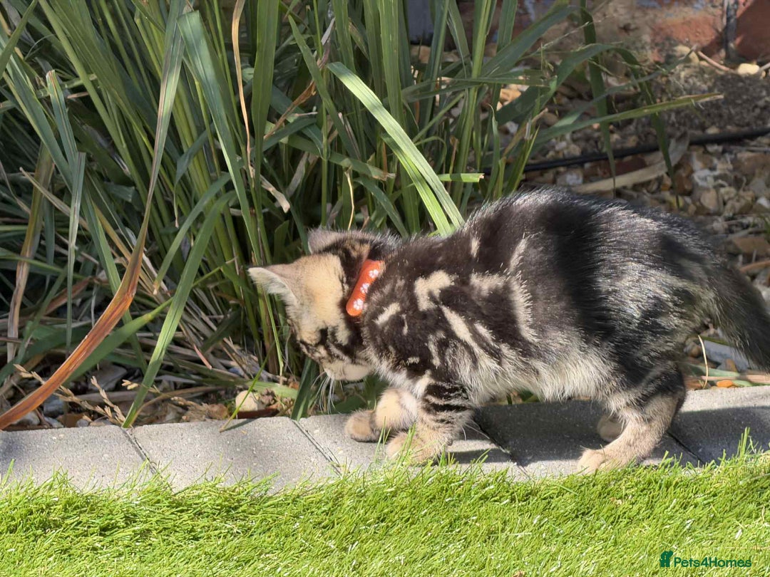 Bengal cats for sale: Bengal Cloud kittens / Maine coon - Image 9